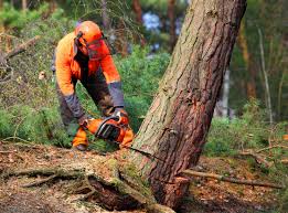 How Our Tree Care Process Works  in  Preakness, NJ